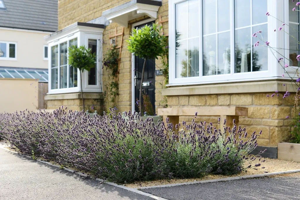 The front of the same house, now with lavender borders and bay trees and benches either side of the door.